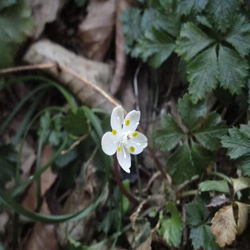 バイカオウレン