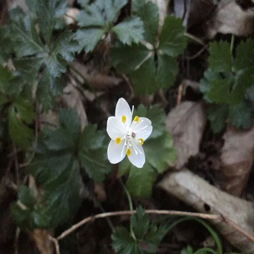 バイカオウレンの花