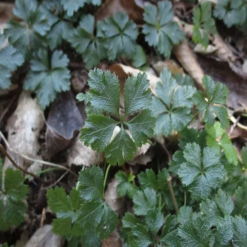 バイカオウレンの葉