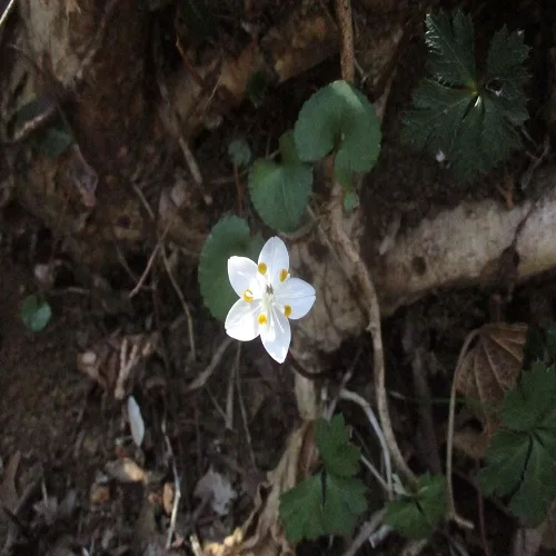 バイカオウレンの花