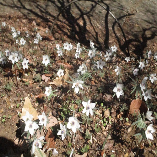 セツブンソウの花