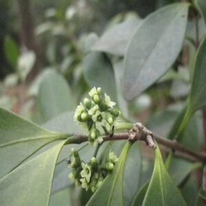 モクレイシの花