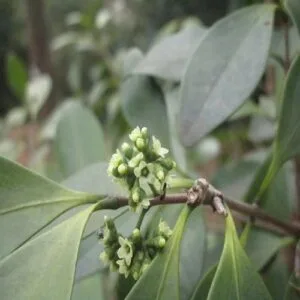モクレイシの花