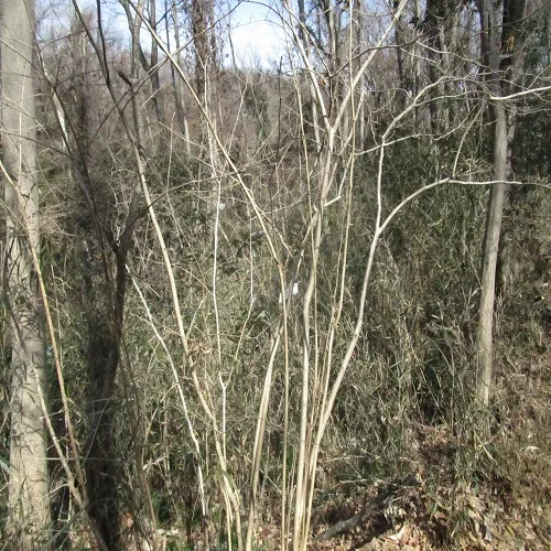 ハシバミの木の全体像