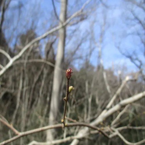 ハシバミの雌花