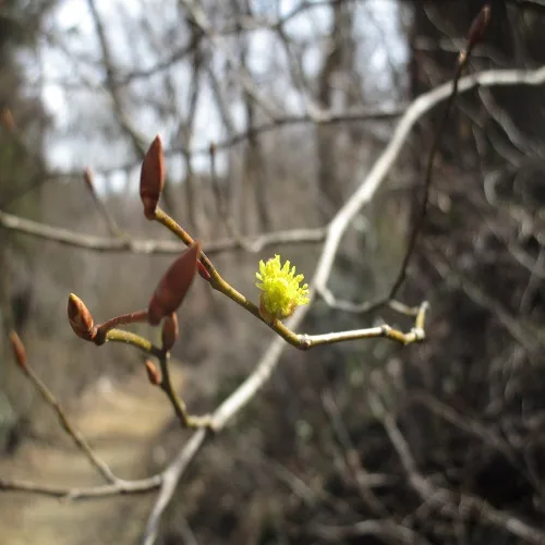 ダンコウバイの花
