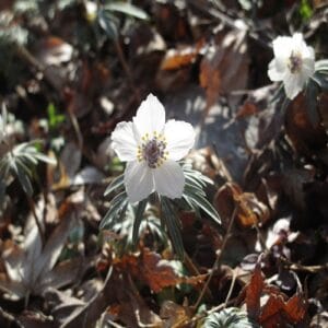 セツブンソウの花