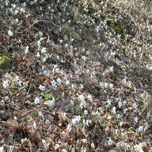 セツブンソウの花の群落