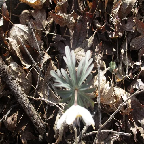 セツブンソウの葉