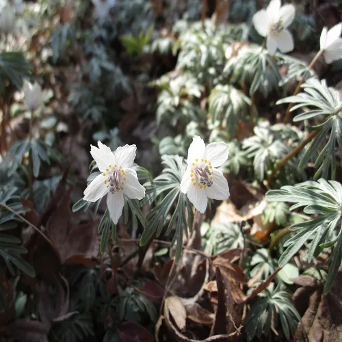 セツブンソウの花