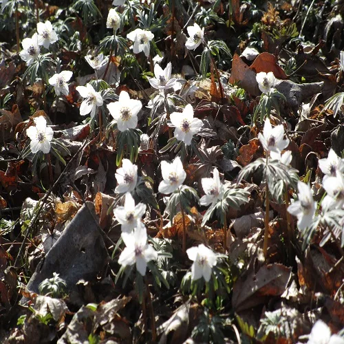 セツブンソウの花