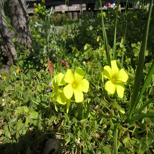 オオキバナカタバミの花