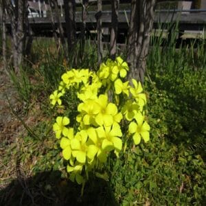 オオキバナカタバミの花