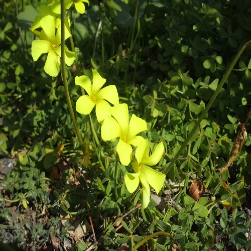 オオキバナカタバミの花