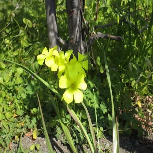 オオキバナカタバミの花