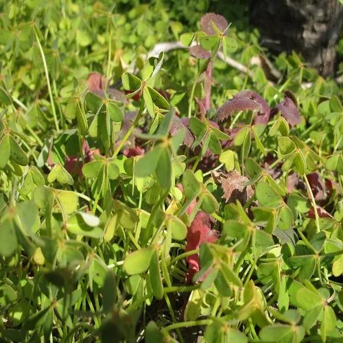 オオキバナカタバミの葉