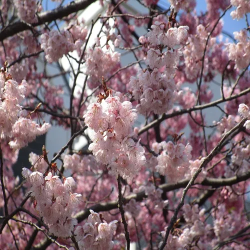 オオカンザクラの花