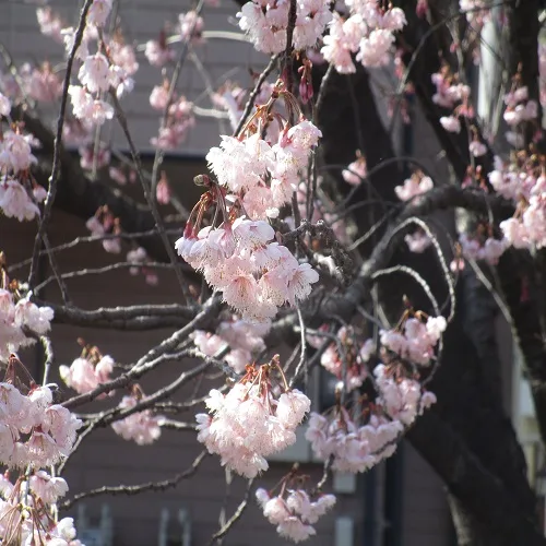 オオカンザクラの花