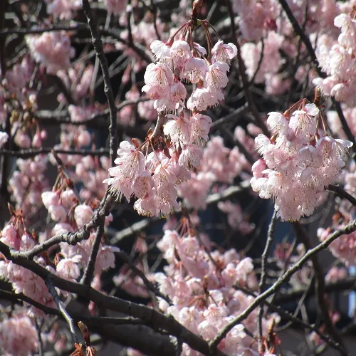 オオカンザクラの花