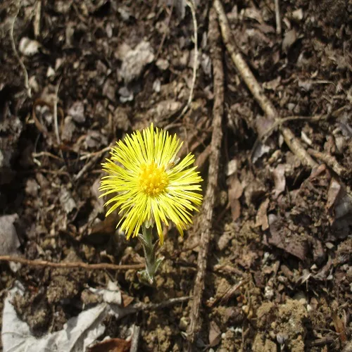 フキタンポポの花