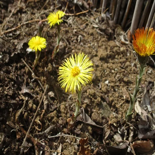 フキタンポポの花