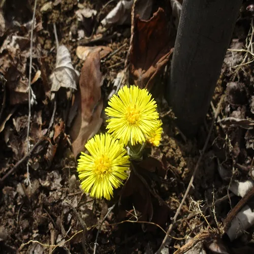 フキタンポポの花