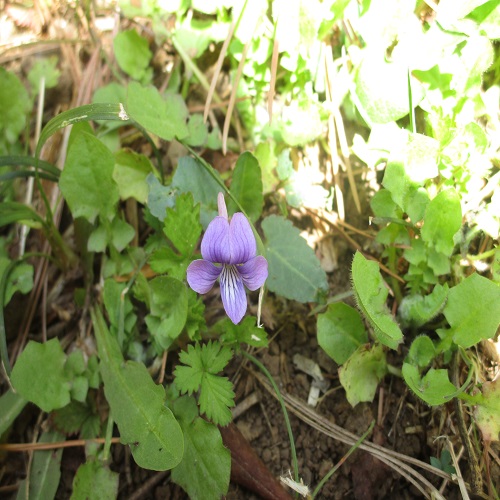 コスミレの花