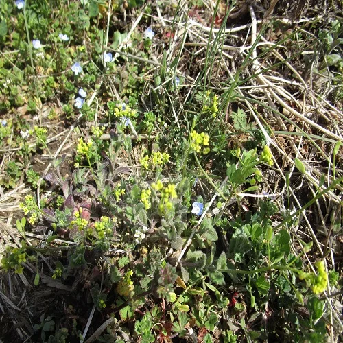 イヌナズナの花