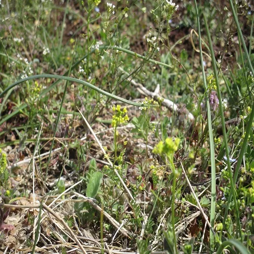 イヌナズナの花