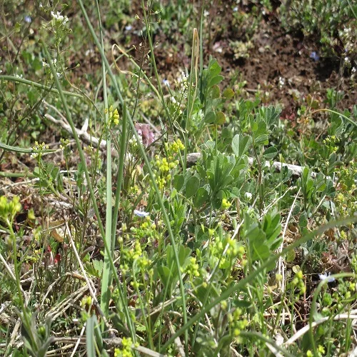イヌナズナの花