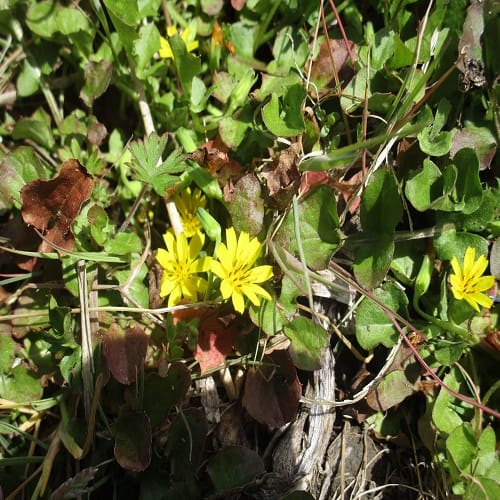 コオニタビラコの花