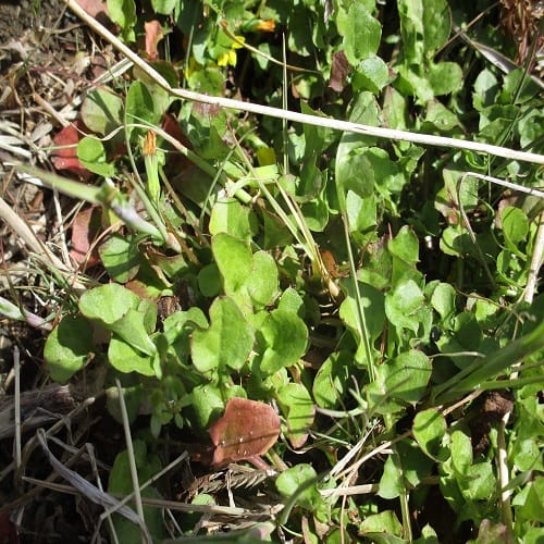 コオニタビラコの葉