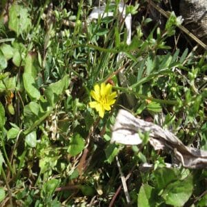 コオニタビラコの花