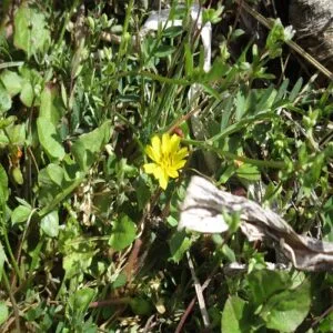 コオニタビラコの花