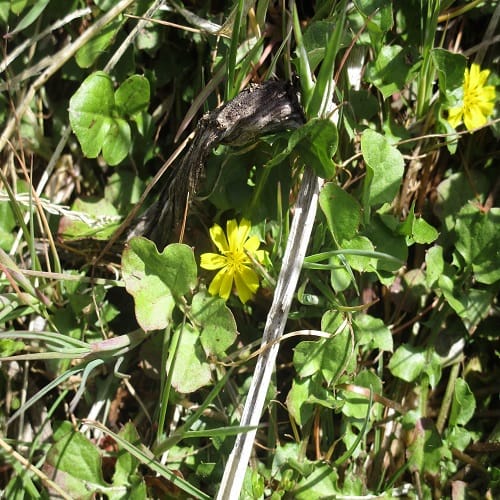 コオニタビラコの花