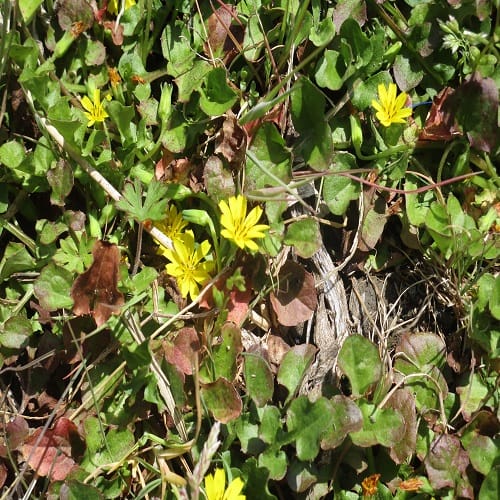コオニタビラコの花