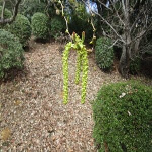 オオバヤシャブシの花