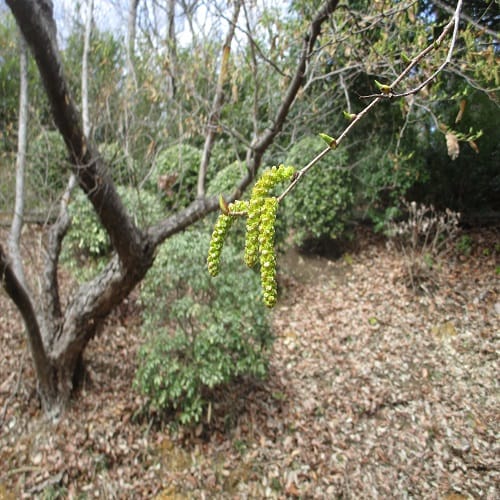オオバヤシャブシの花