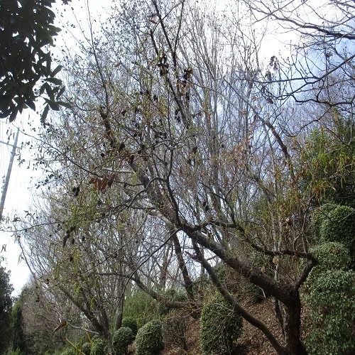 オオバヤシャブシの木の全体像