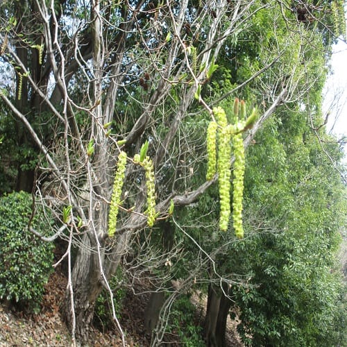 オオバヤシャブシの花