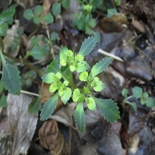 イワボタンの花