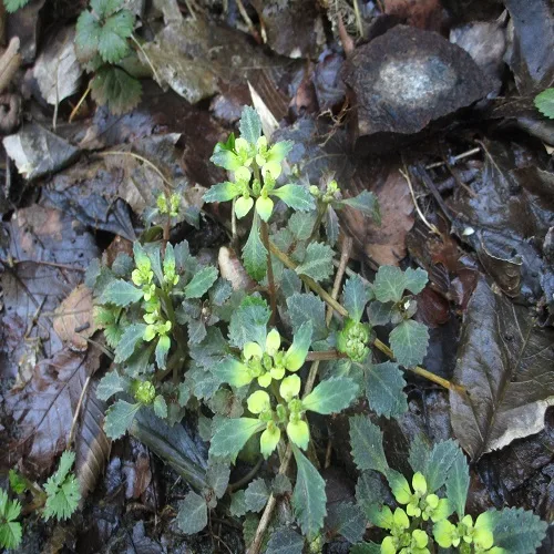 イワボタンの花