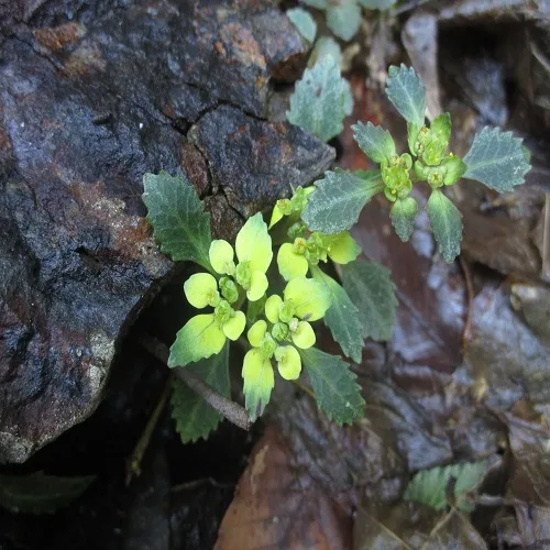 イワボタンの花