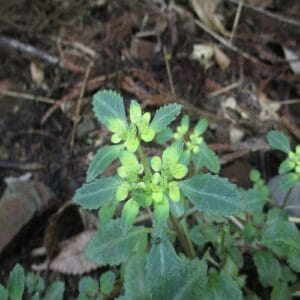 イワボタンの花