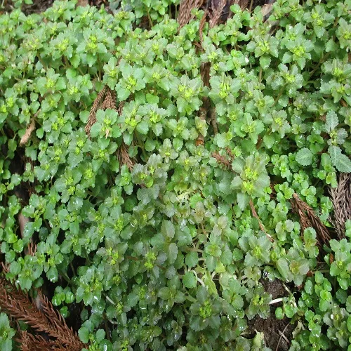 ムカゴネコノメの花の群落