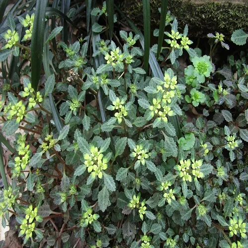 イワボタンの花の群落