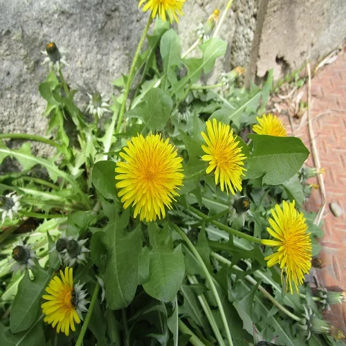 セイヨウタンポポの花