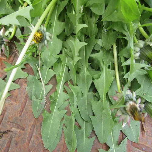 セイヨウタンポポの葉