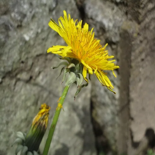 セイヨウタンポポの総苞