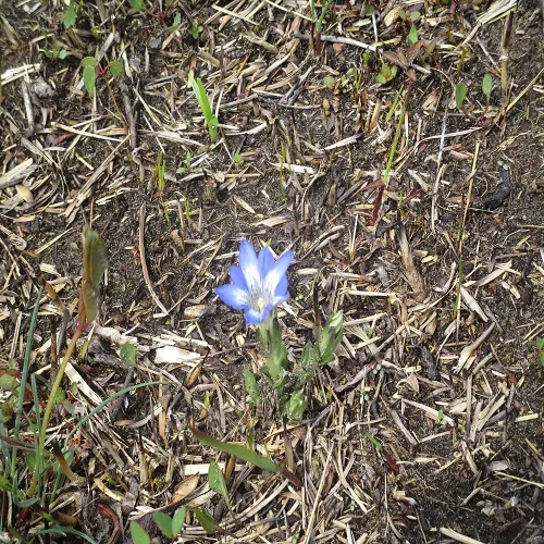 ハルリンドウの花